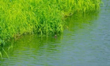  氨氮超標的原因及危害