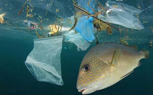 科學家確認人體已被微塑料污染，污染源不僅是海洋