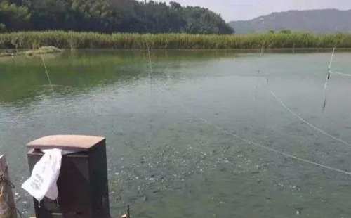 水渾了？不用怕，這五個方面讓水質恢復清新